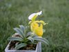 Paphiopedilum barbigerum fma. Aureum (Orchid Inn) 